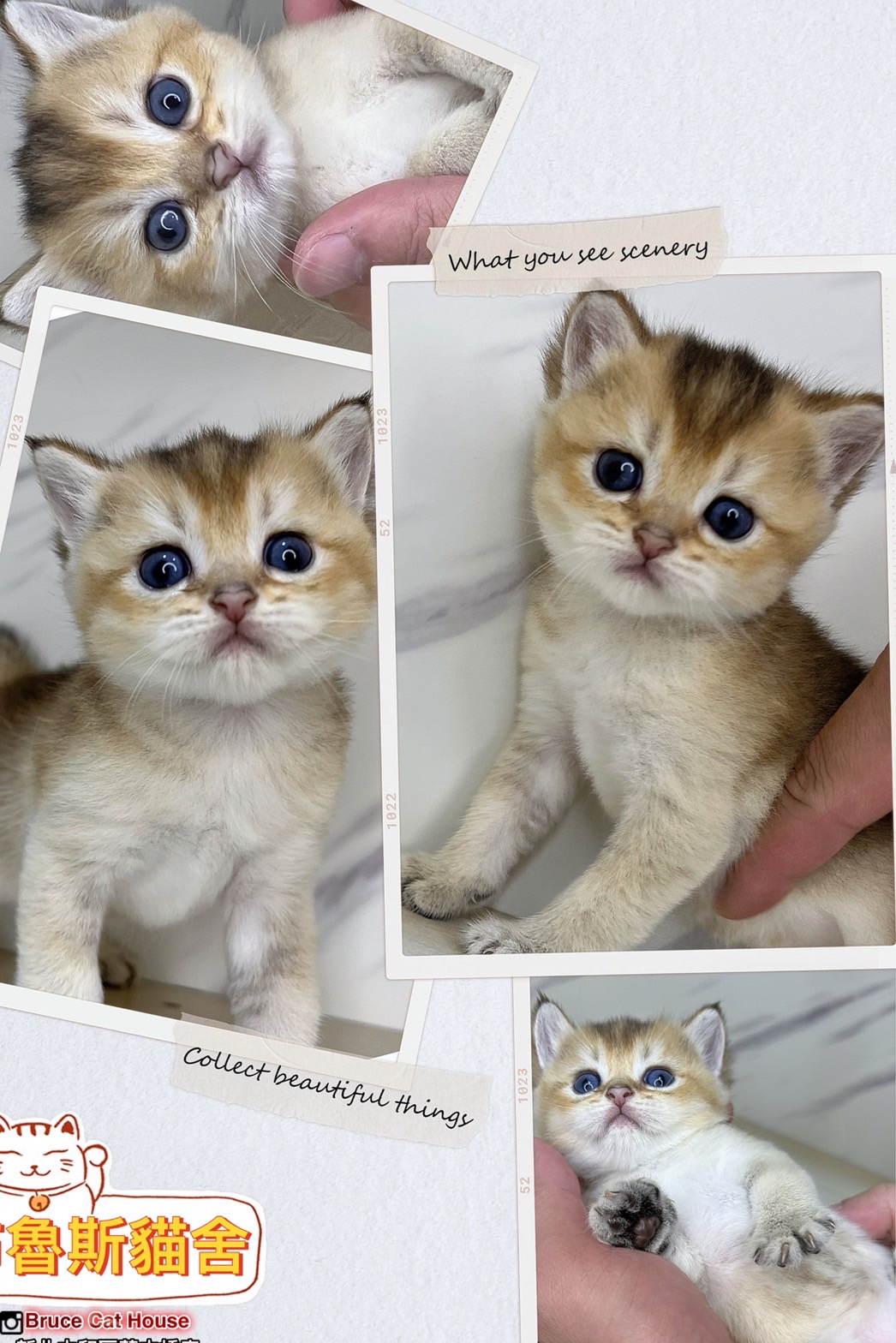 布魯斯貓舍／金漸層英國短毛貓