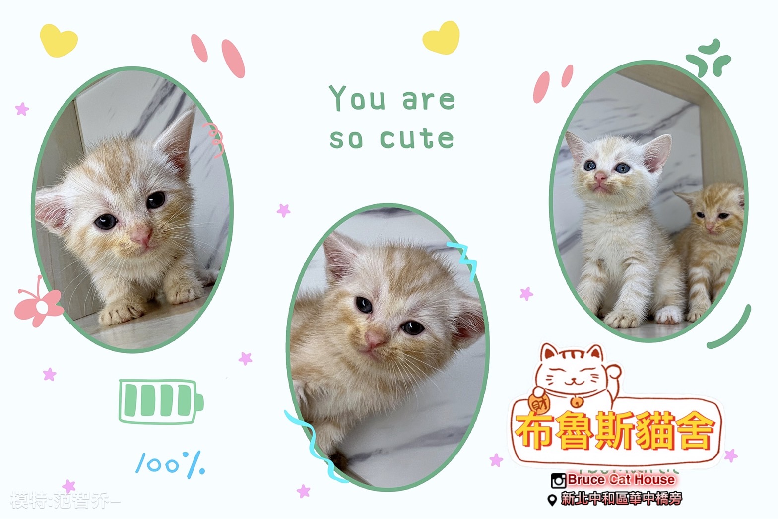 布魯斯貓舍／美國短毛貓