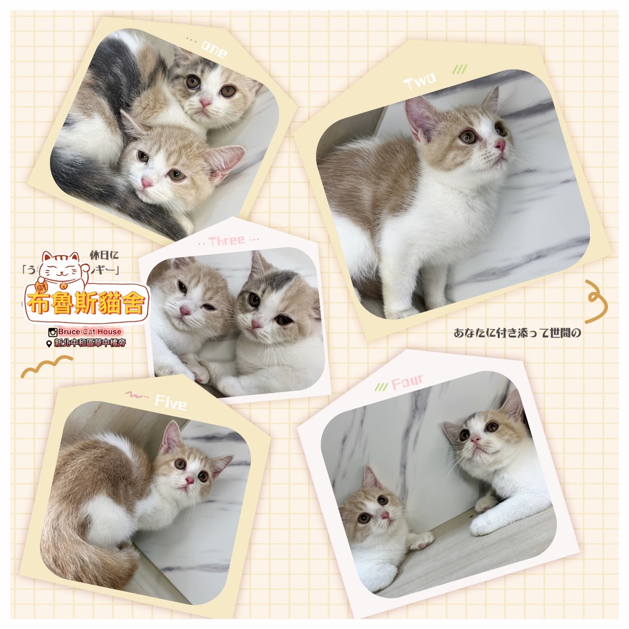 布魯斯貓舍／奶油賓士&奶油三花英國短毛貓