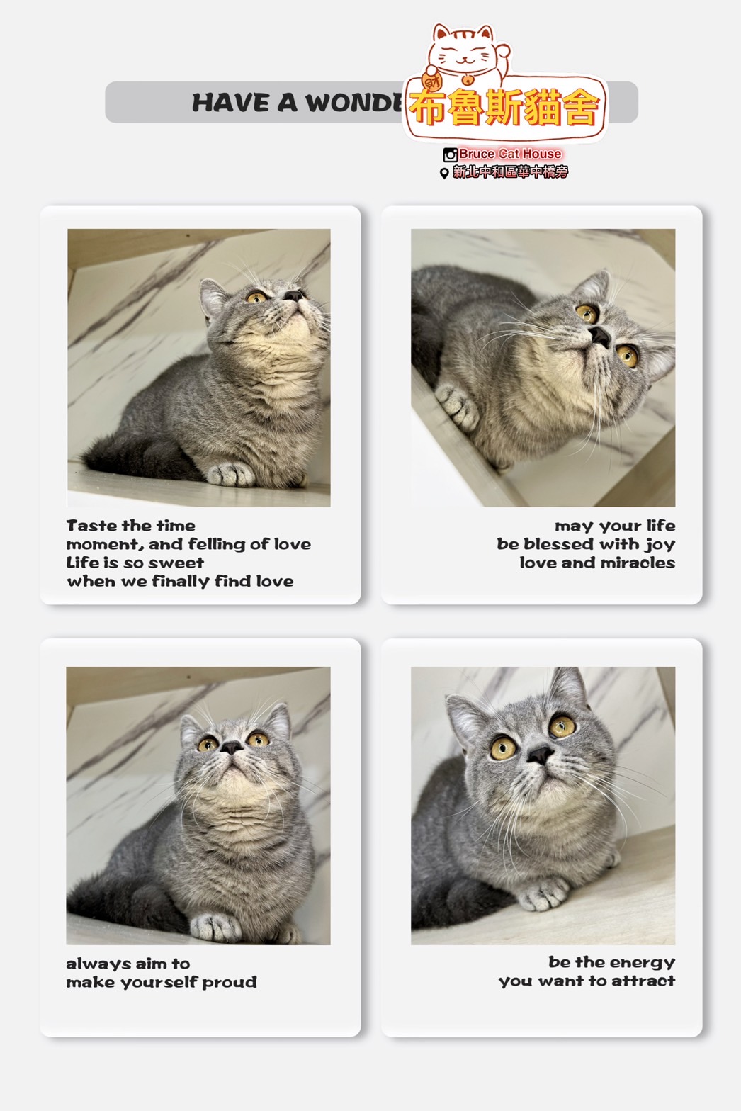 布魯斯貓舍／藍虎斑曼赤肯