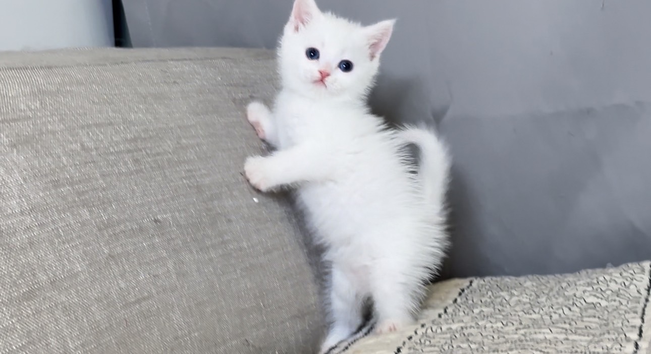 尊爵名皇／藍眼白色英國短毛貓