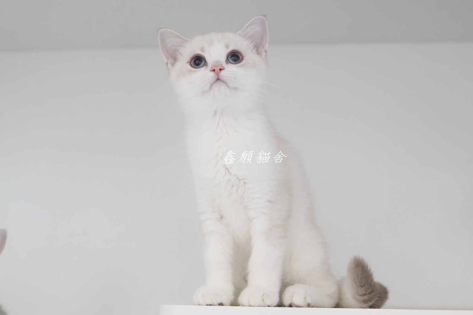 鑫願貓舍／銀點英國短毛貓