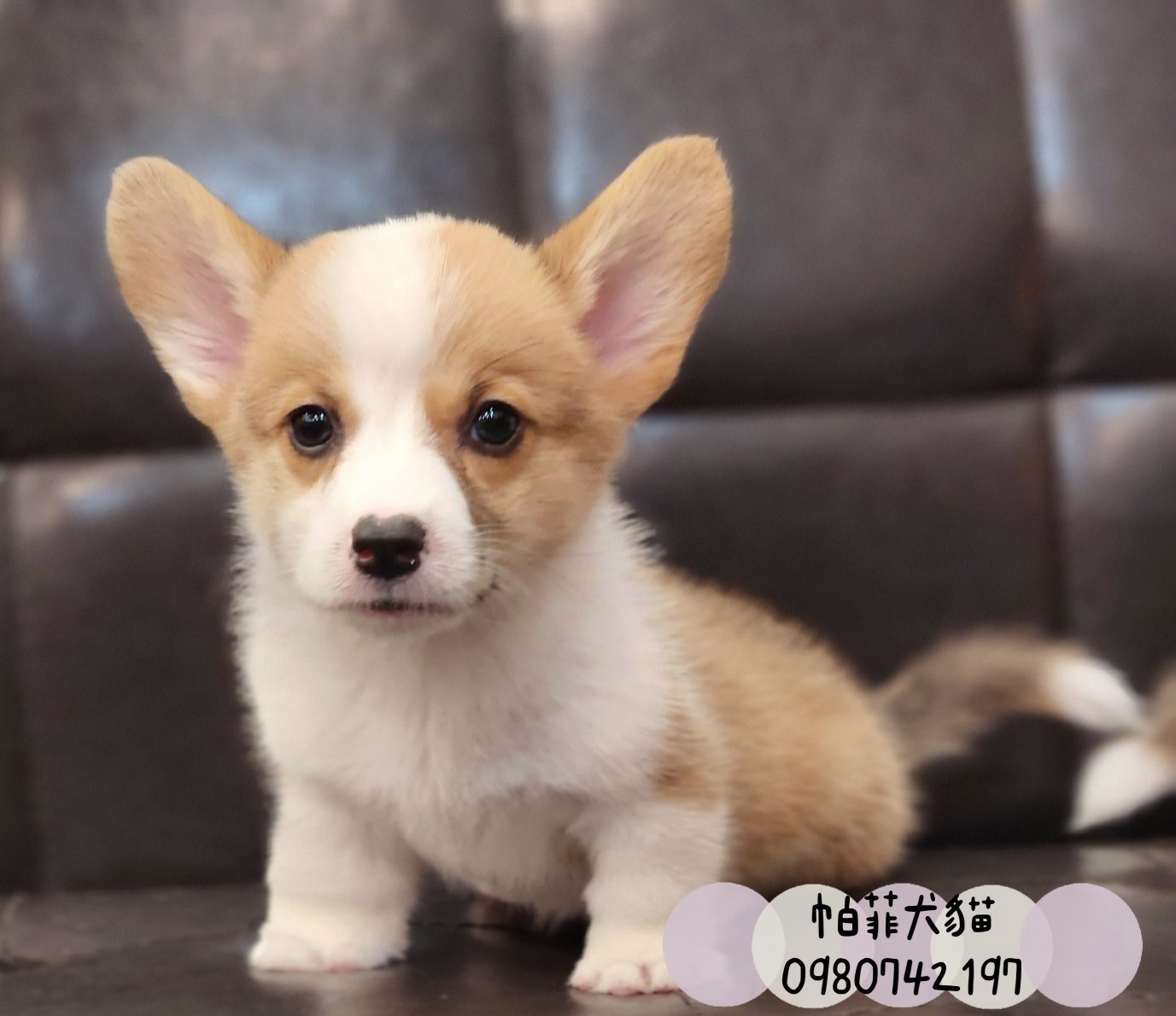 帕菲寵物館／雙色柯基