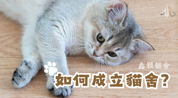 鑫願貓舍 / 如何成立貓舍