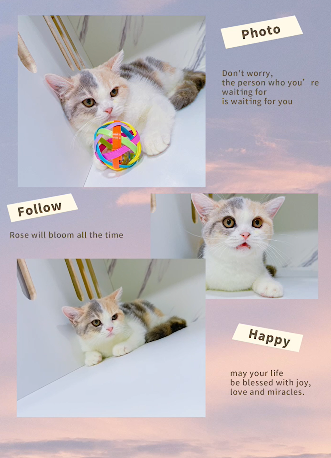 布魯斯貓舍／奶油三花英國短毛貓