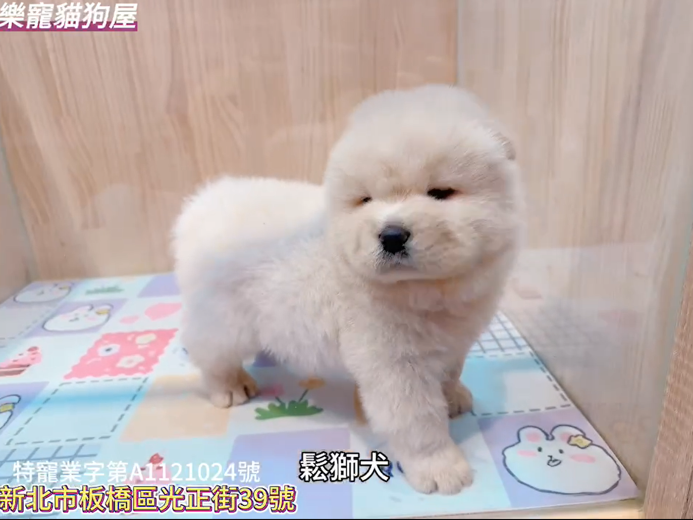 樂寵貓狗屋／鬆獅犬