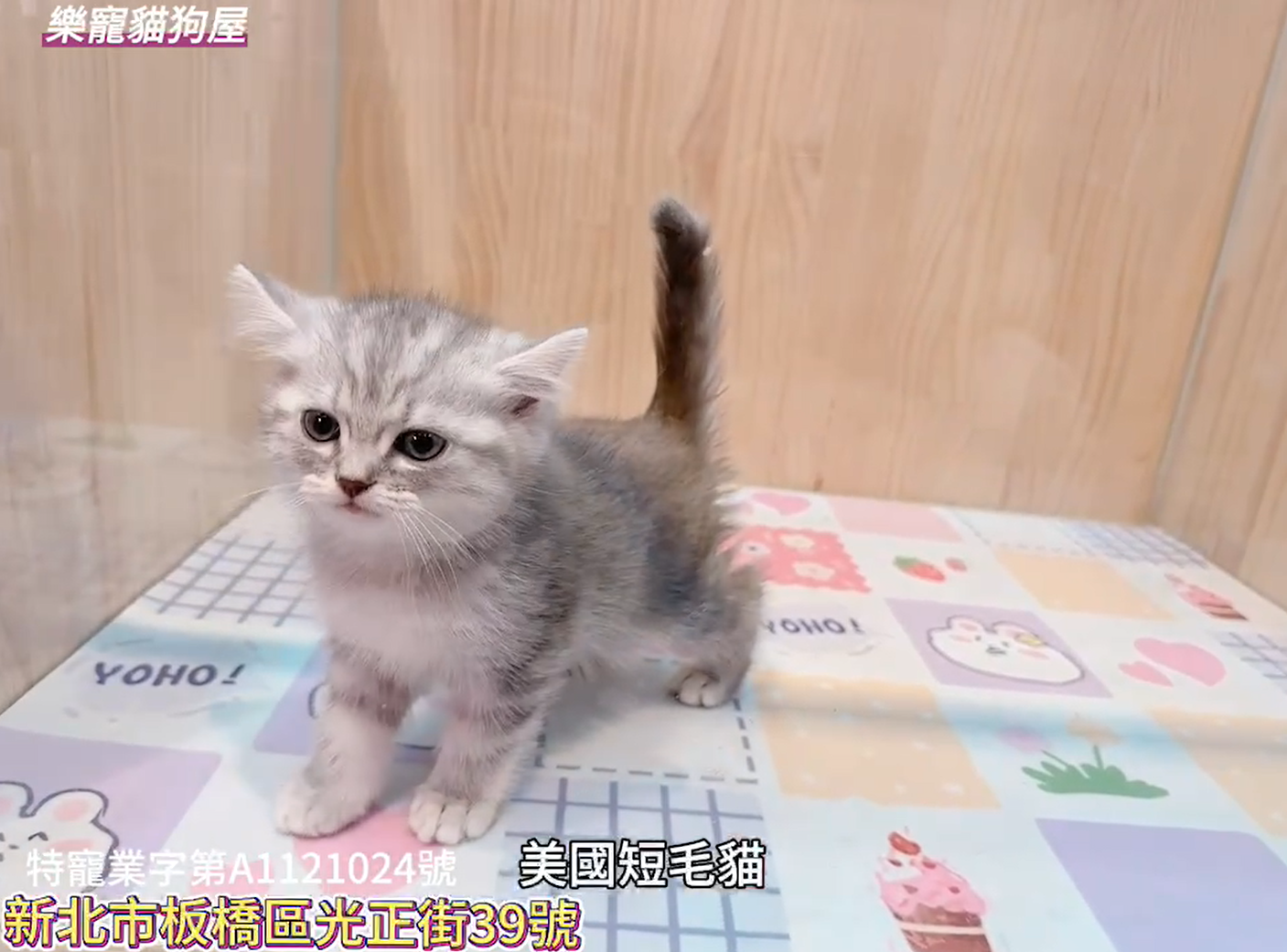 樂寵貓狗屋／美國短毛貓