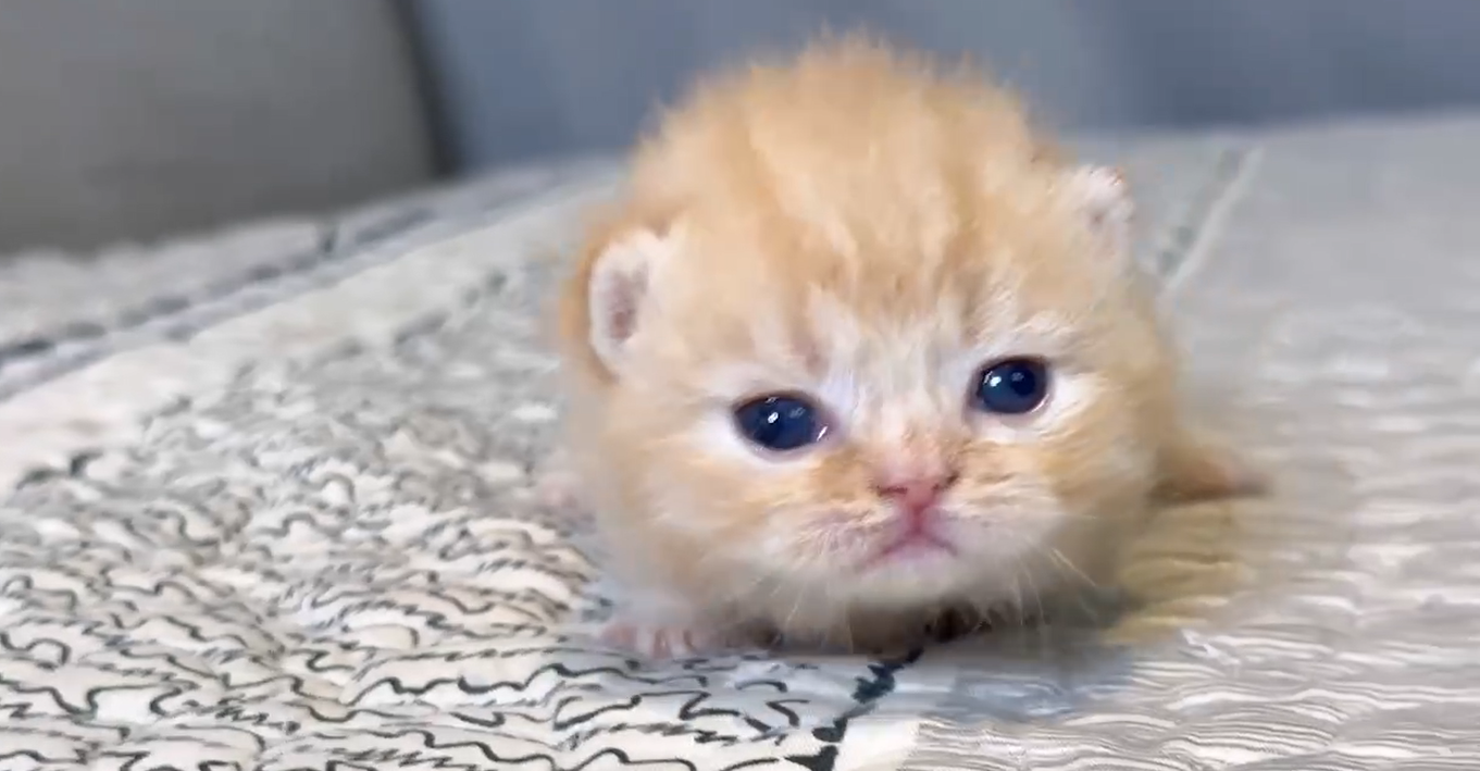 尊爵名皇／橘金色小步舞曲