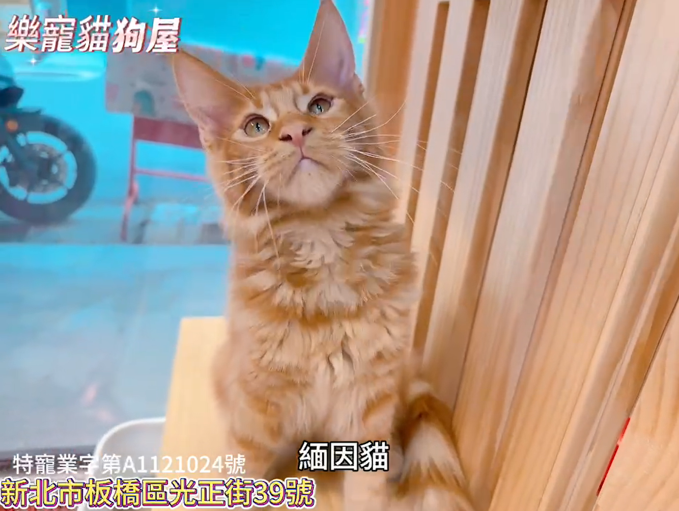 樂寵貓狗屋／緬因貓