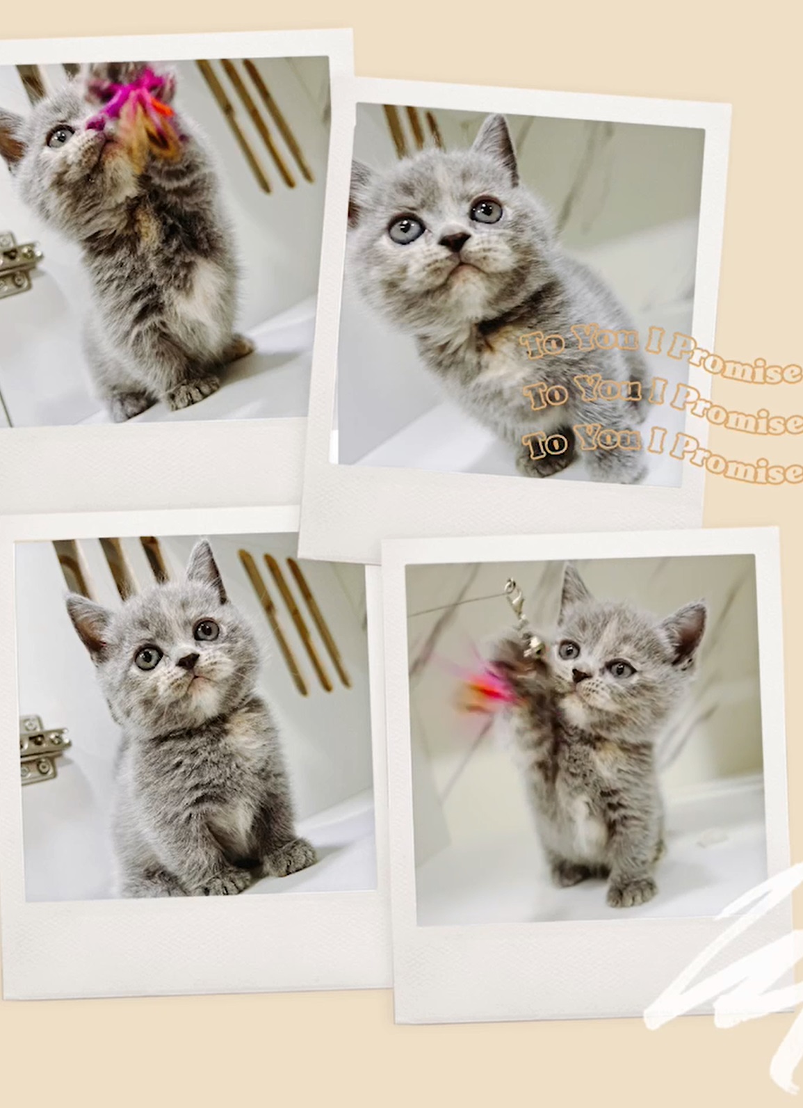 布魯斯貓舍／藍奶曼赤肯