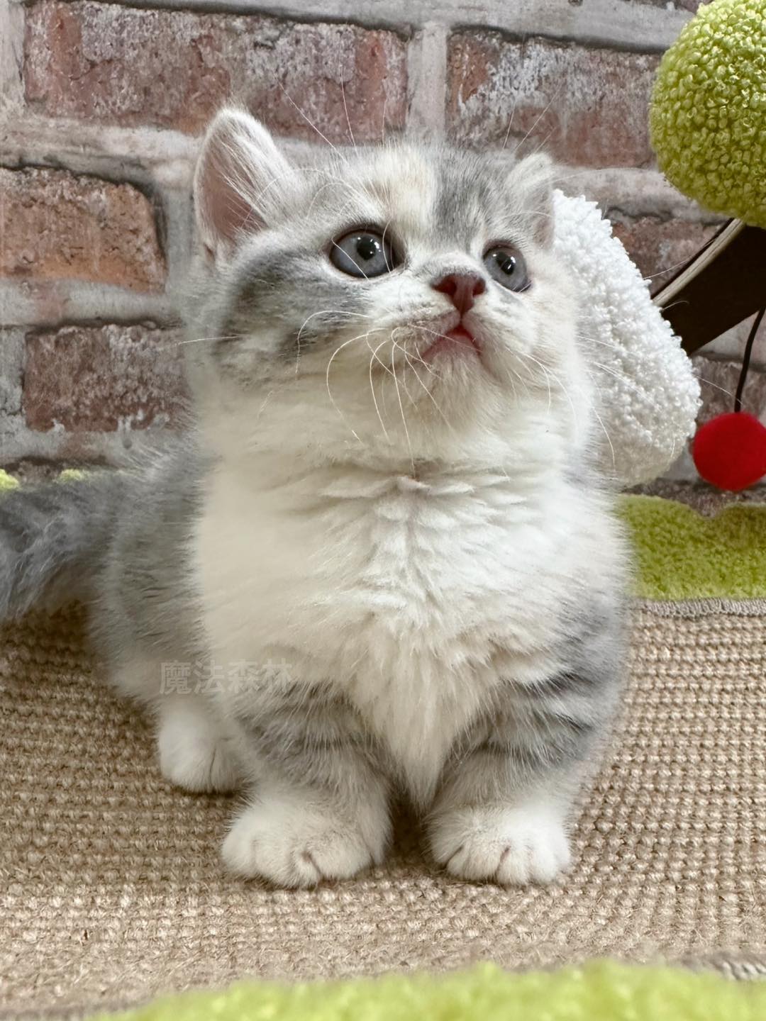 魔法森林／藍三花曼赤肯