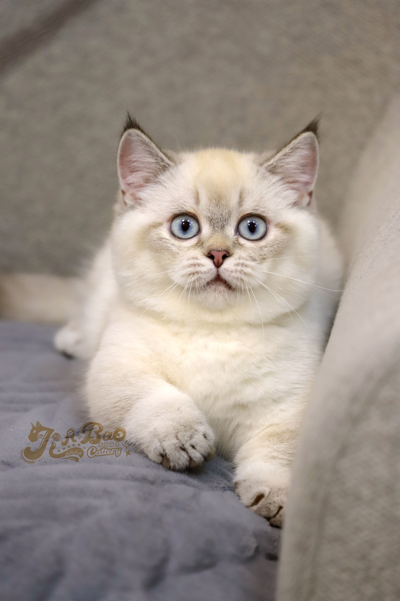 家寶寵物／山貓紋曼赤肯