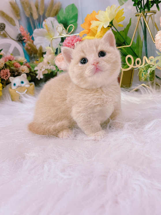 星光貓舍／奶茶曼赤肯