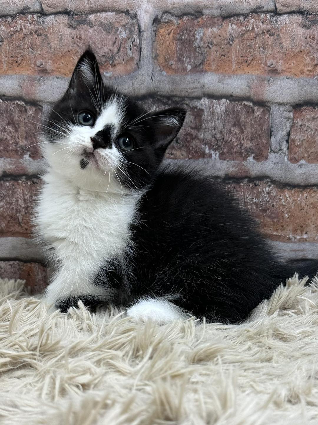 魔法森林／黑白賓士曼赤肯