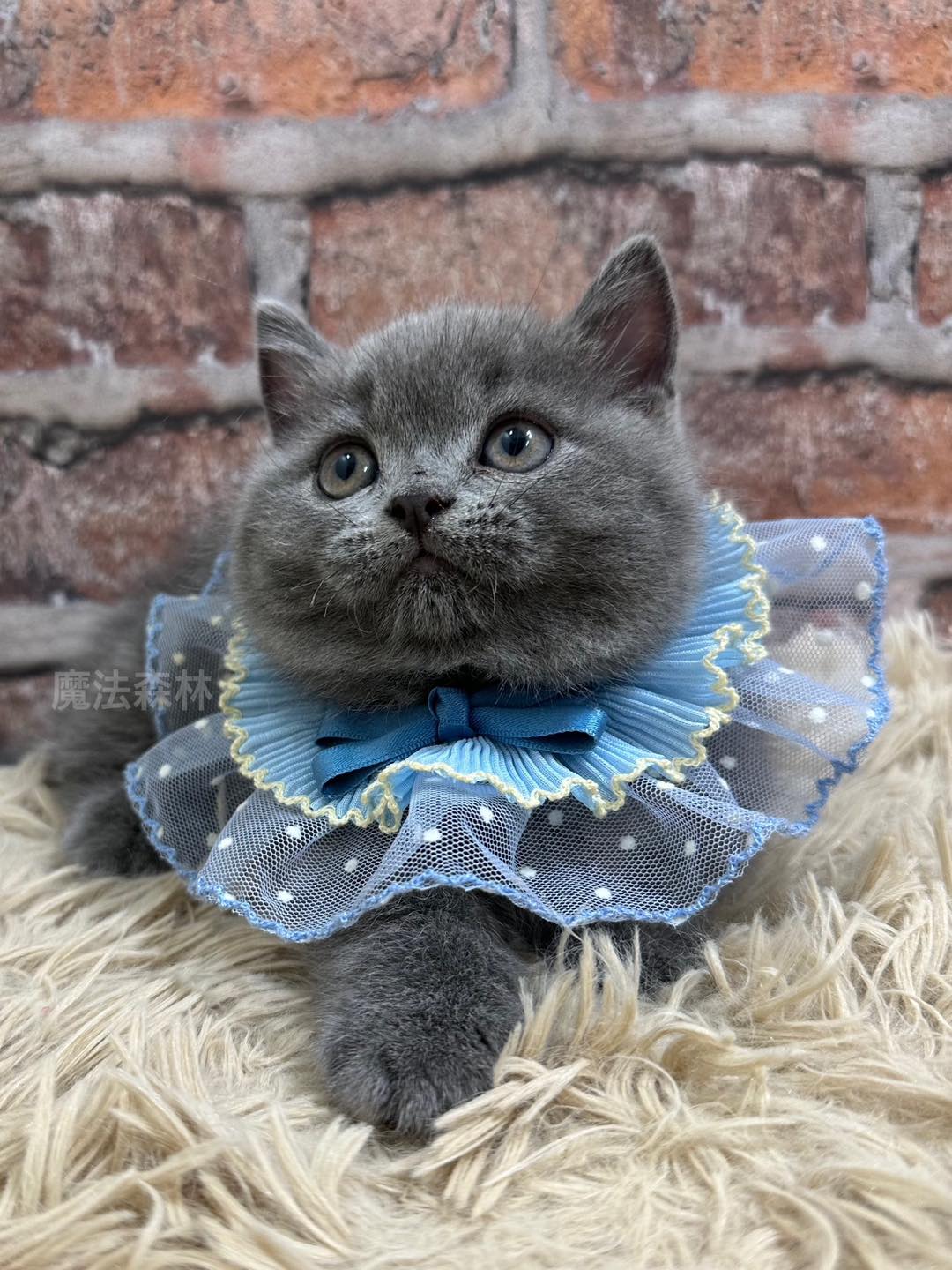 魔法森林／藍色曼赤肯