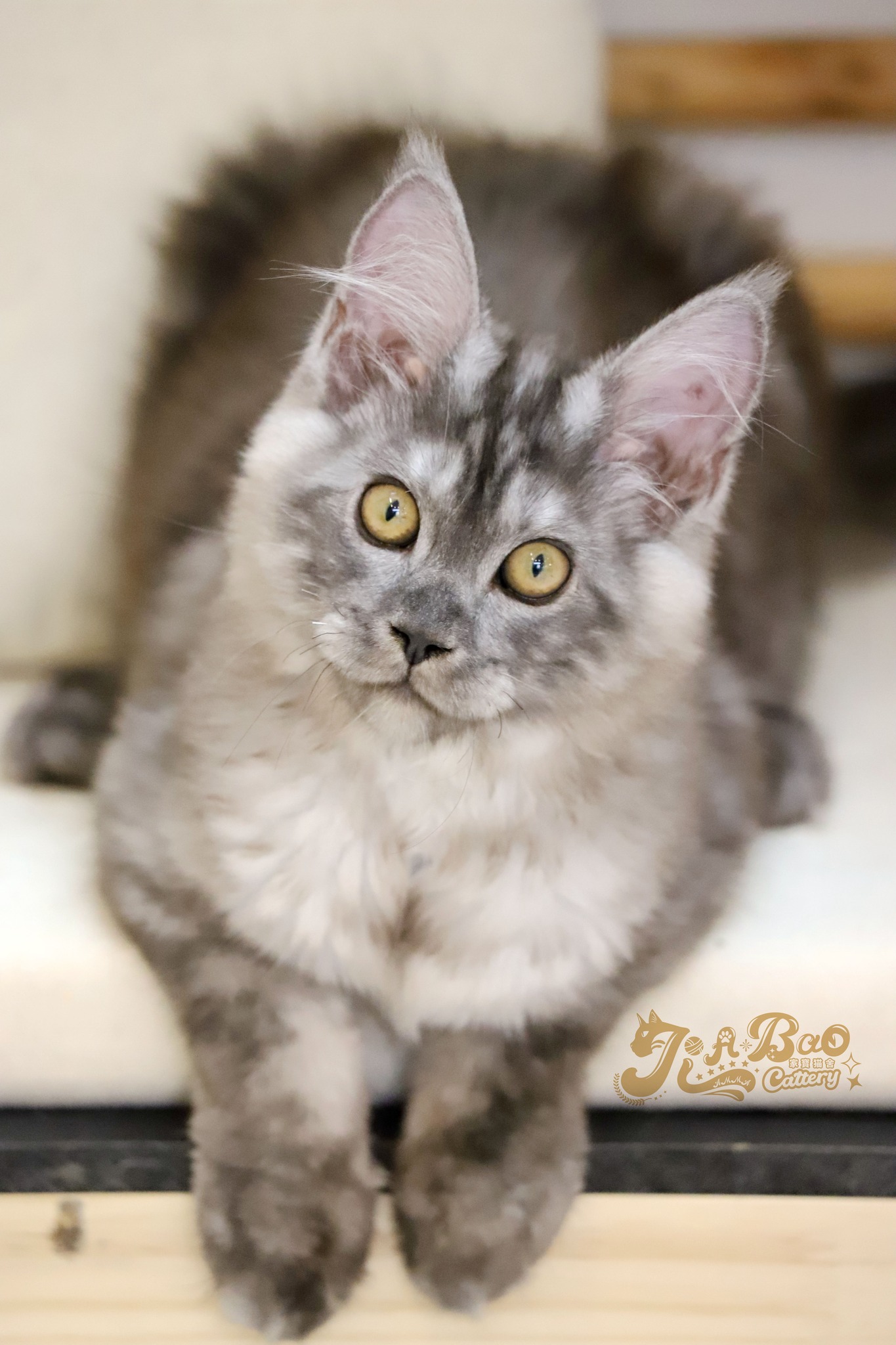 家寶寵物／黑煙燻緬因貓