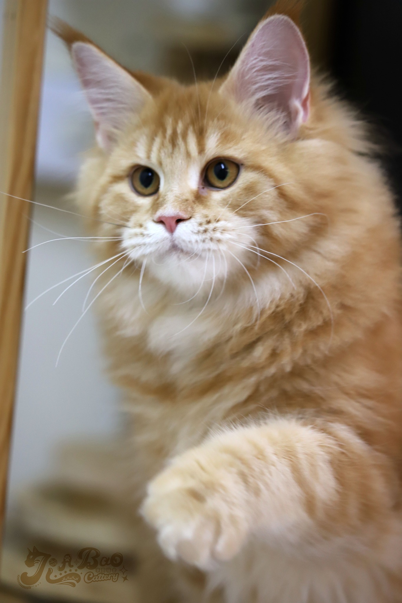 家寶寵物／紅虎斑緬因貓