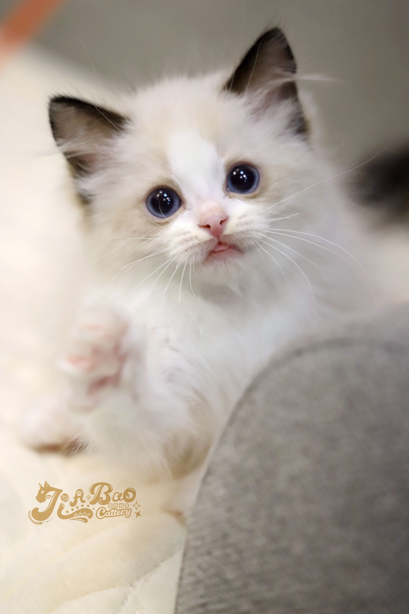 家寶寵物／海豹雙色布偶貓