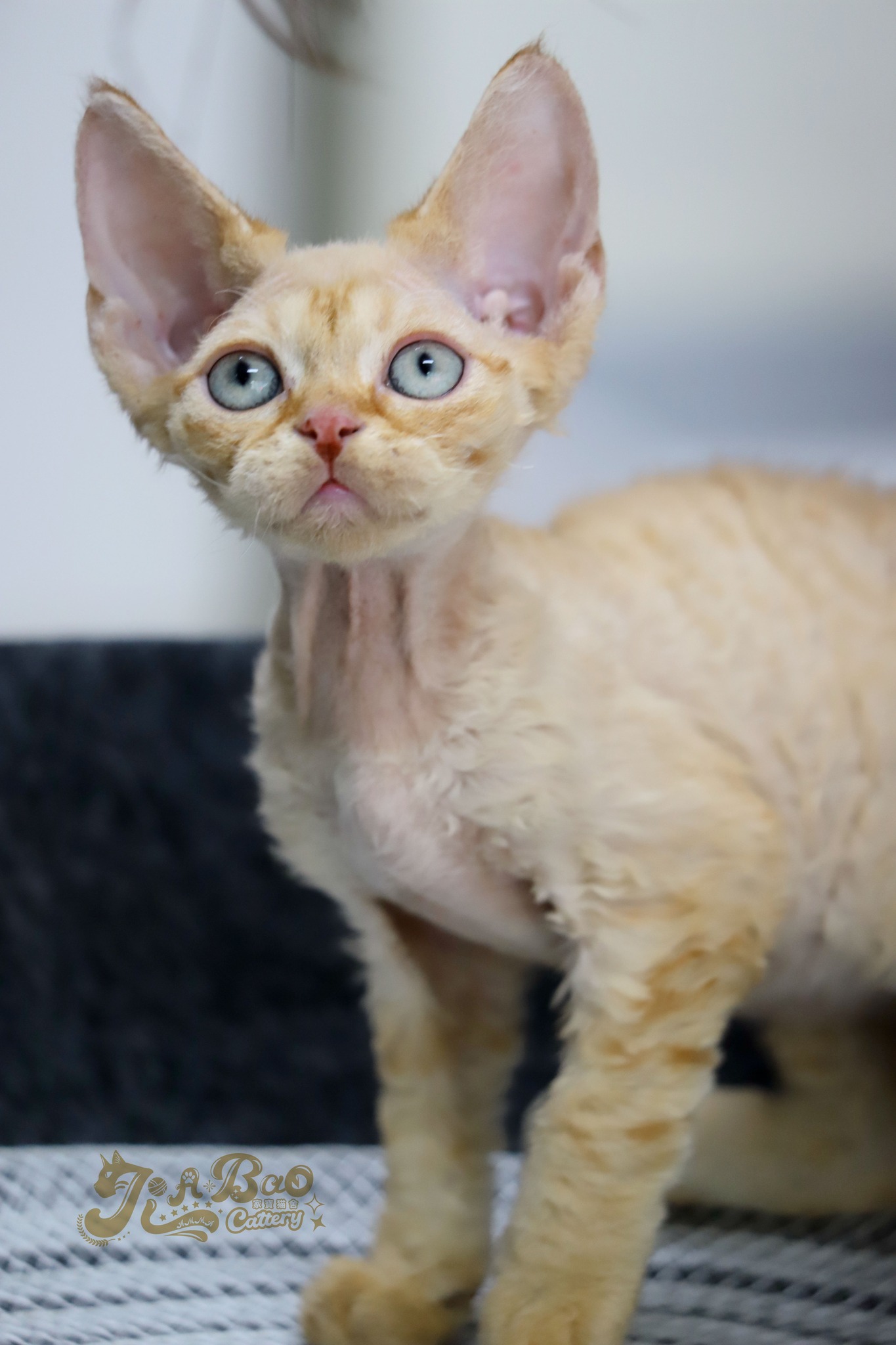 家寶寵物／紅虎斑德文捲毛貓