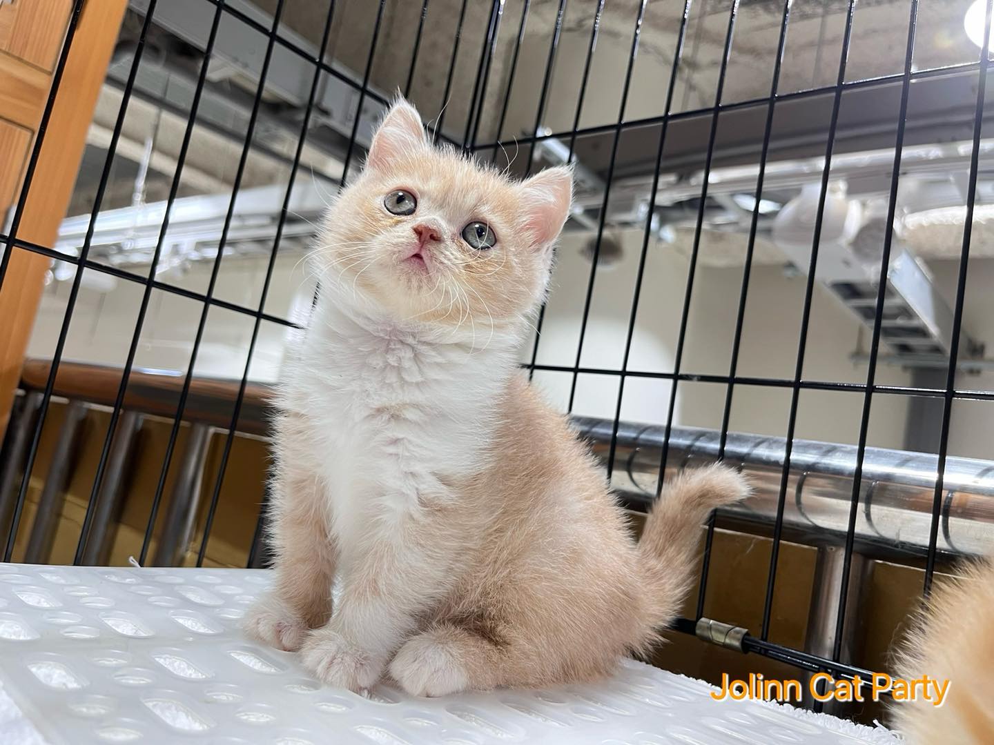 貓咪派對／奶油白色英國短毛貓