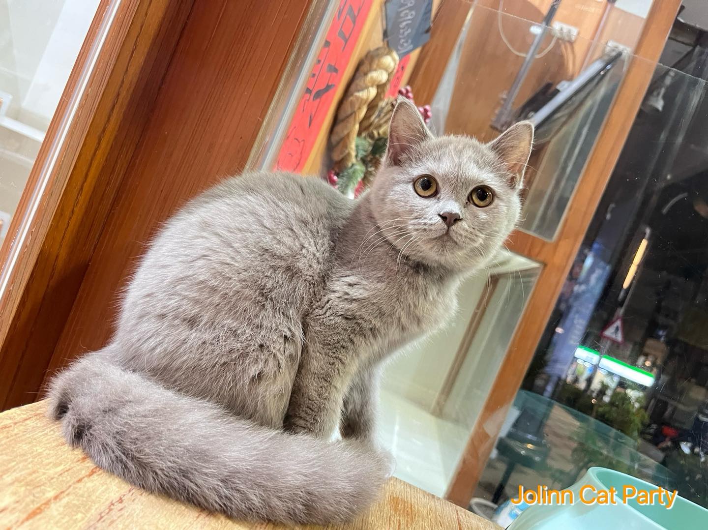 貓咪派對／紫丁香色英國短毛貓