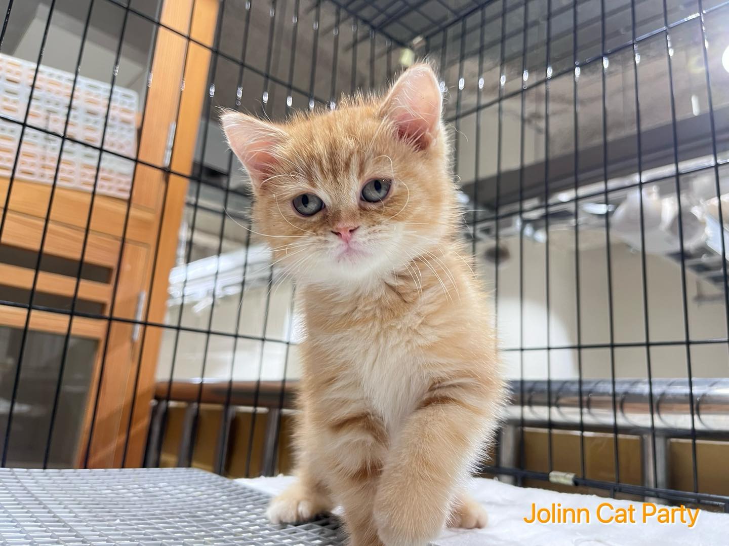 貓咪派對／橘紋美國短毛貓