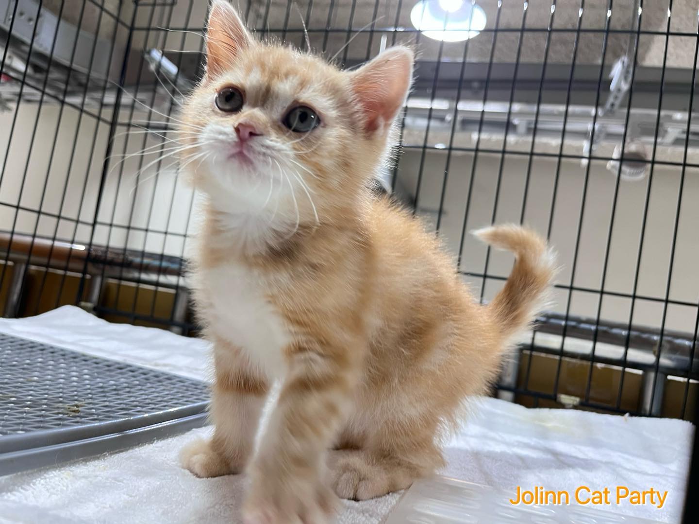 貓咪派對／橘紋美國短毛貓