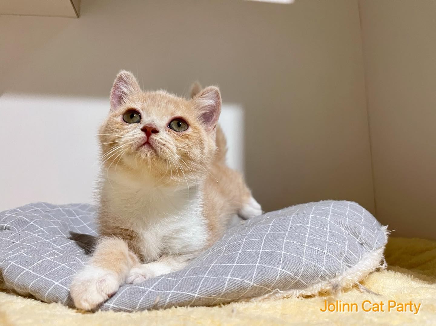 貓咪派對／奶油白色英國短毛貓