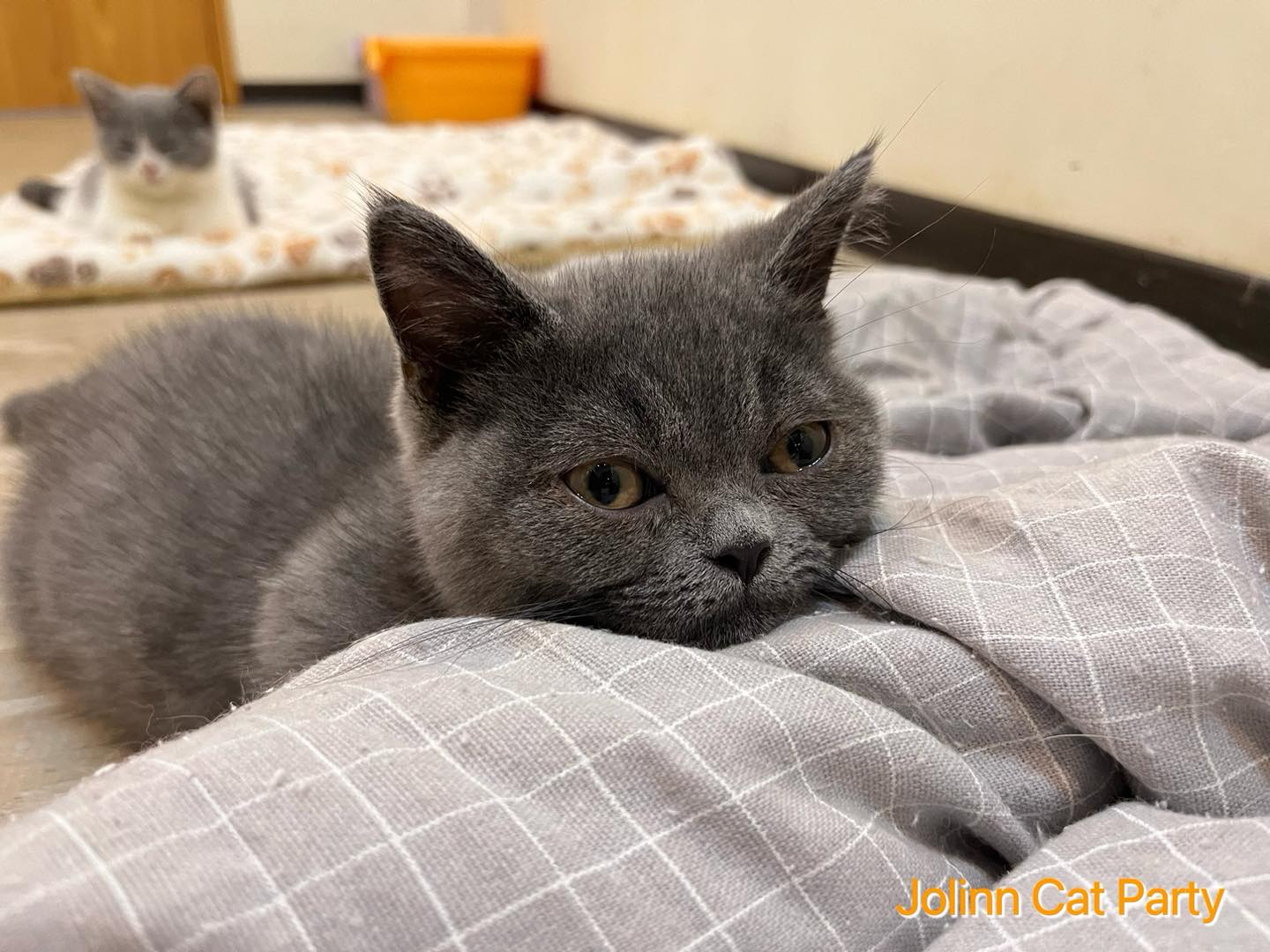 貓咪派對／藍色曼赤肯