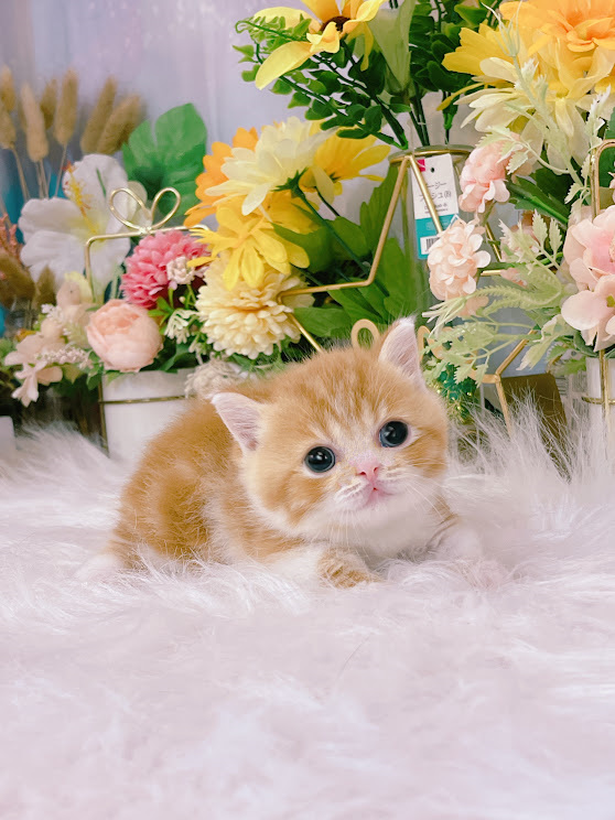 星光貓舍／橘白色曼赤肯