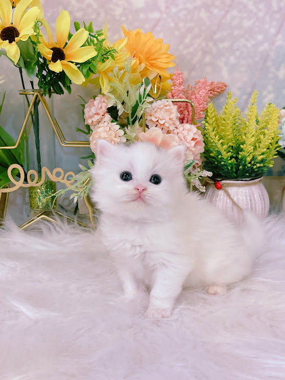 星光貓舍／海苔片非標準小步舞曲