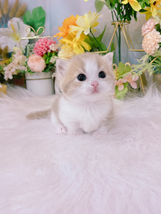 星光貓舍／紫金白賓士曼赤肯