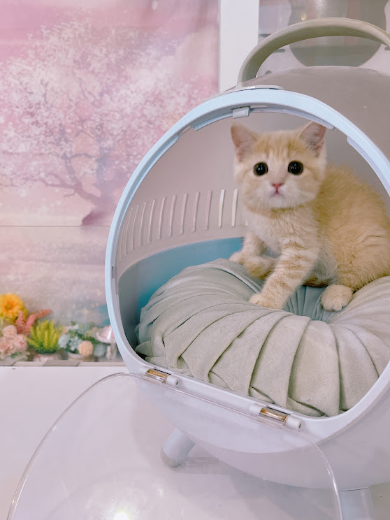 星光貓舍／奶茶色英國短毛貓