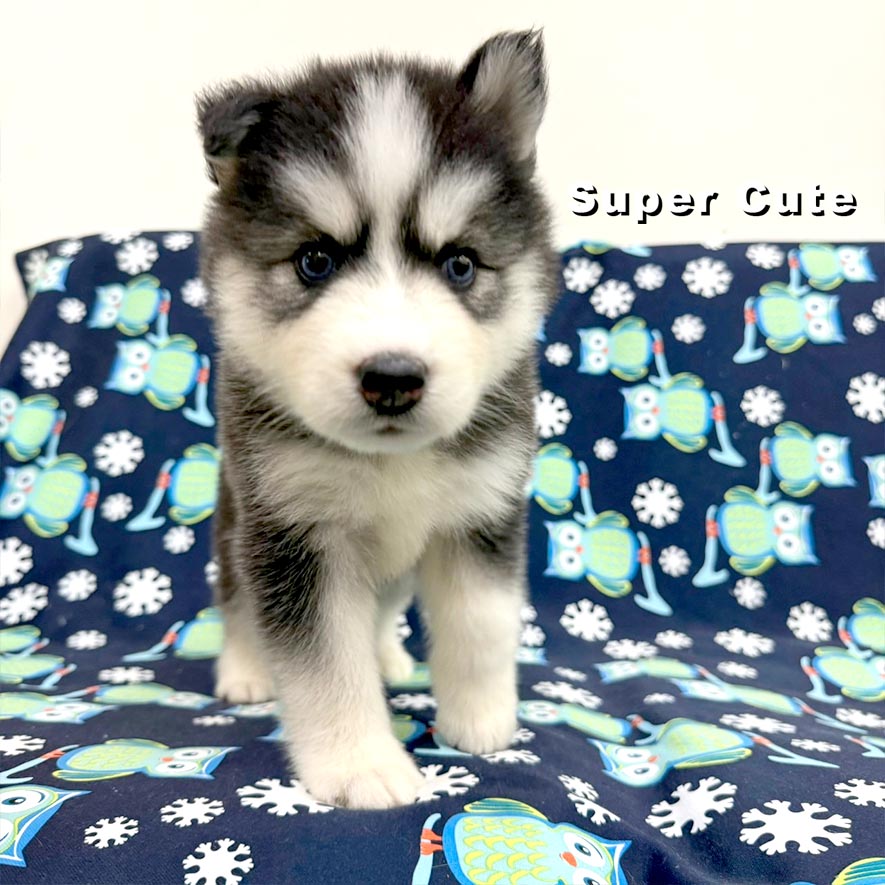 超可愛名犬社／哈士奇