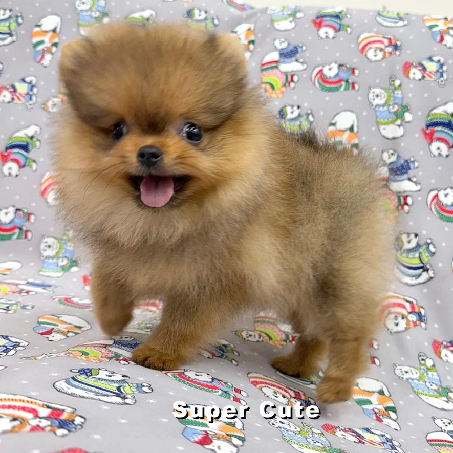 超可愛名犬社／紅博美