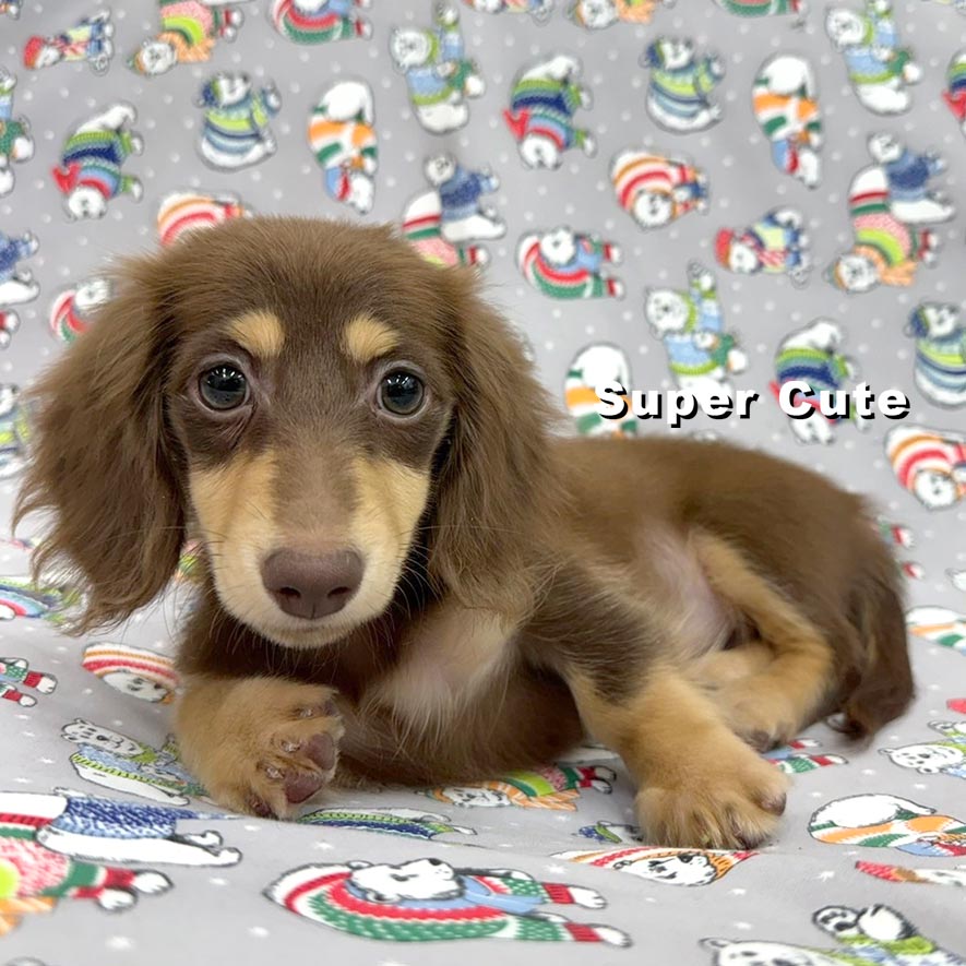 超可愛名犬社／巧克力奶油長毛臘腸狗