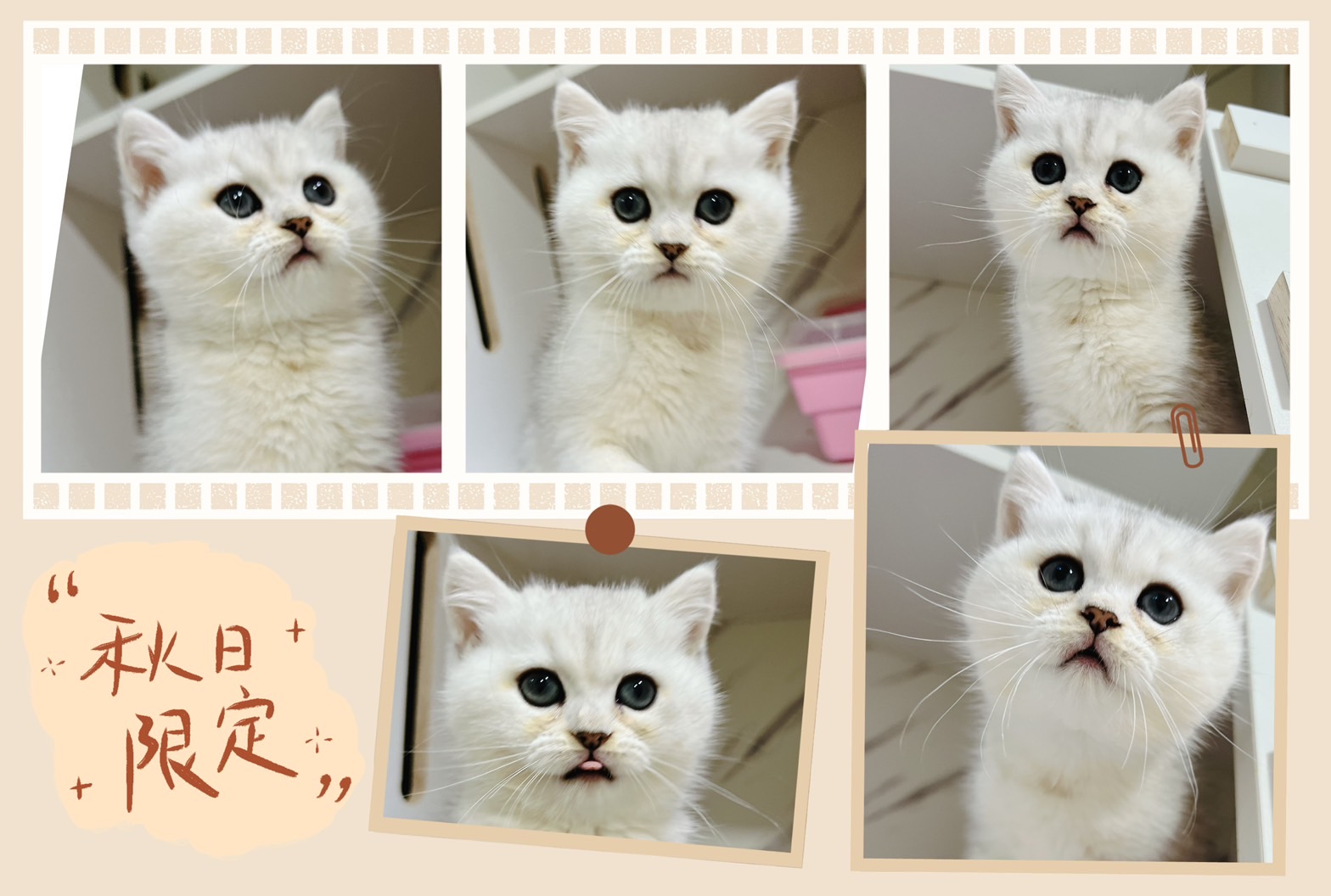 布魯斯貓舍／銀漸層英國短毛貓