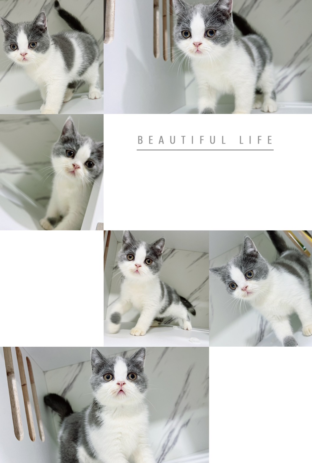 布魯斯貓舍／藍白賓士英國短毛貓