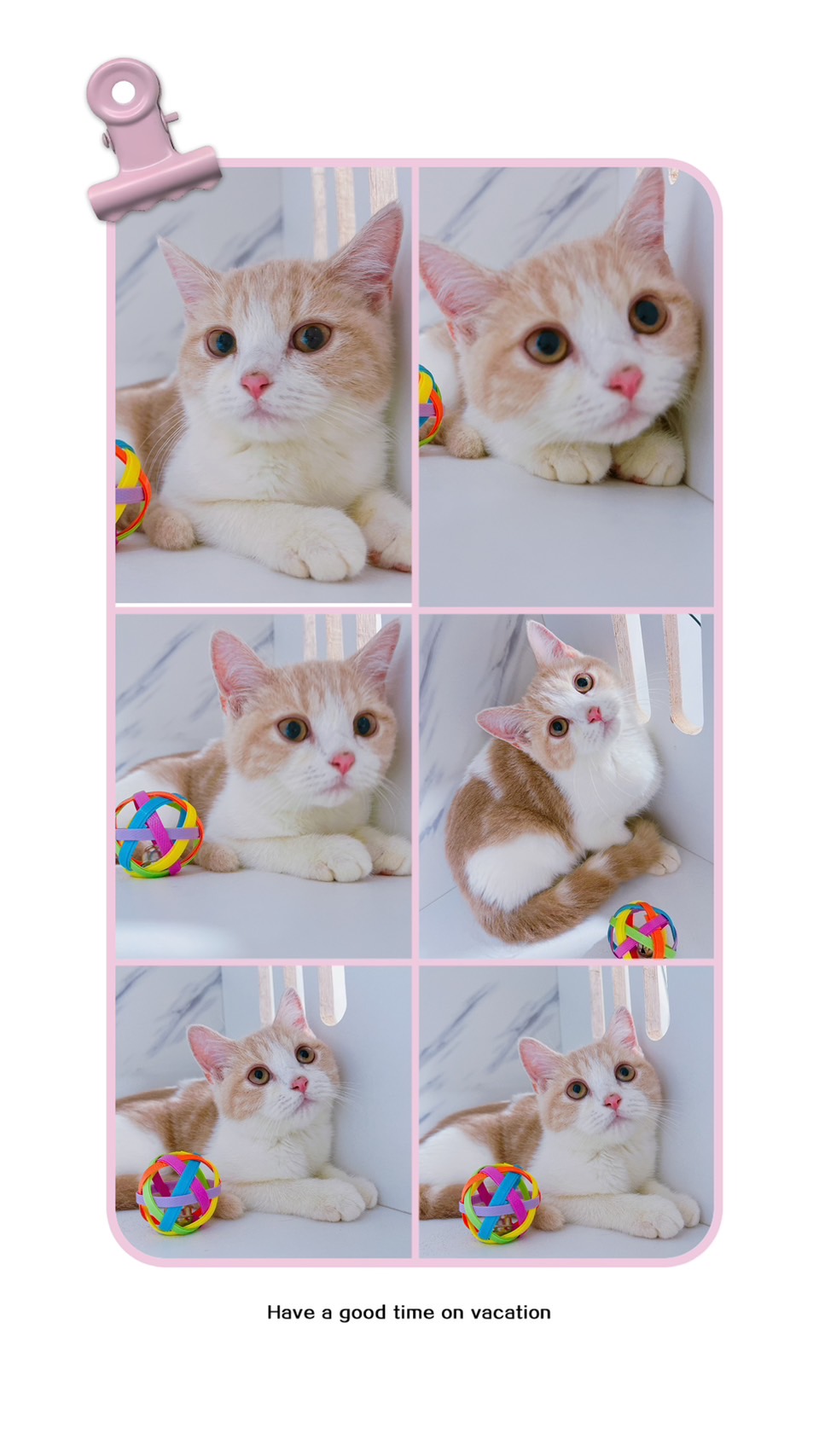 布魯斯貓舍／奶油賓士英國短毛貓