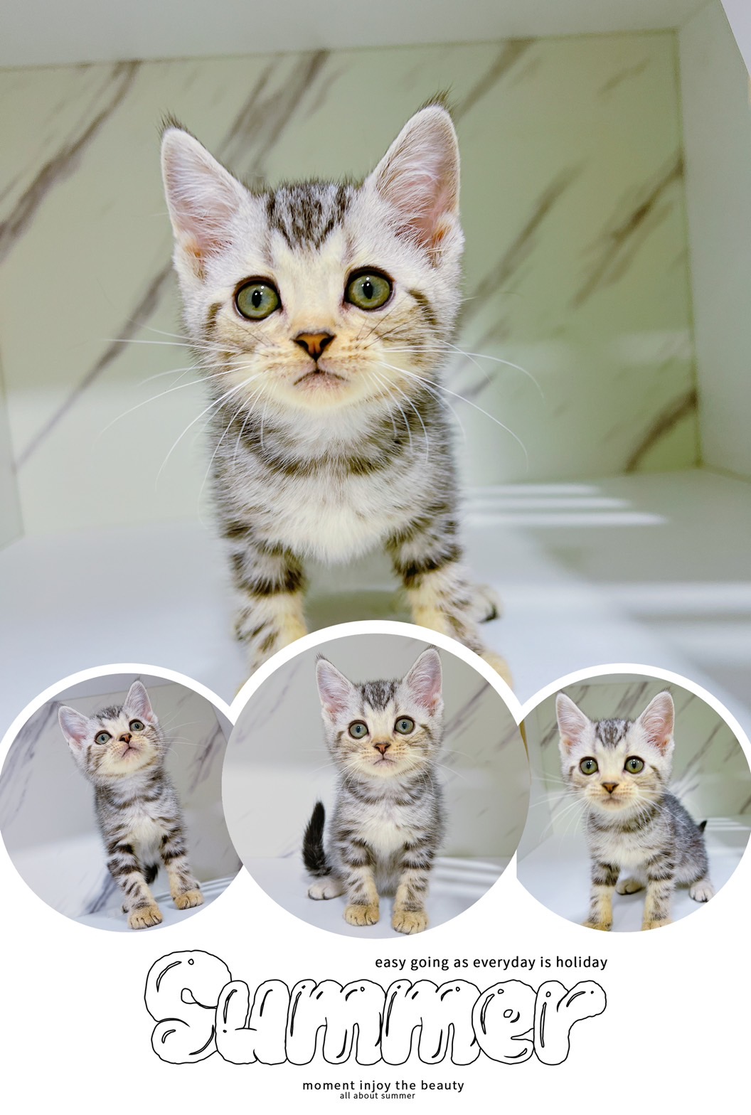 布魯斯貓舍／美國短毛貓