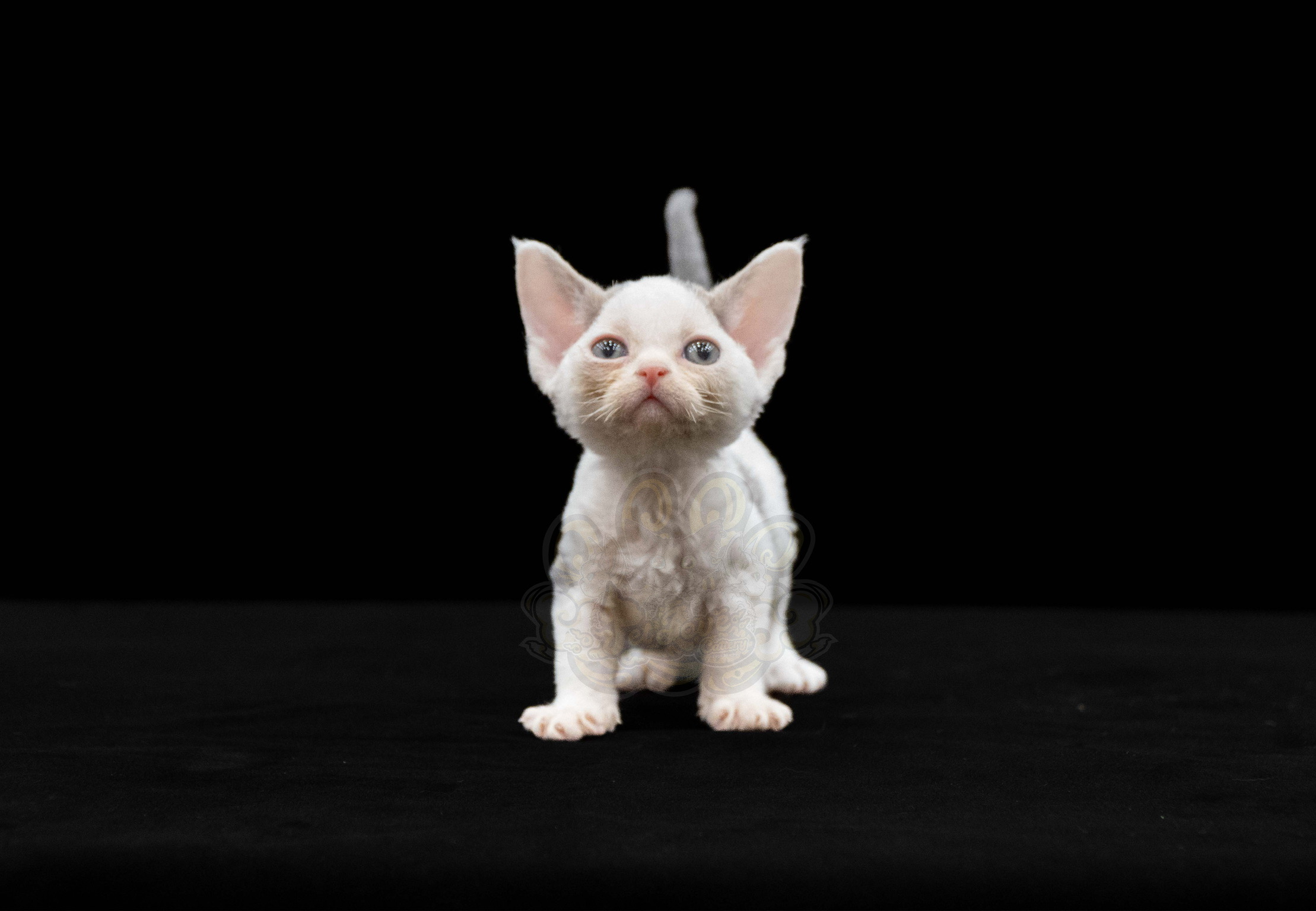 寵愛貓舍／藍乳牛紋德文捲毛貓