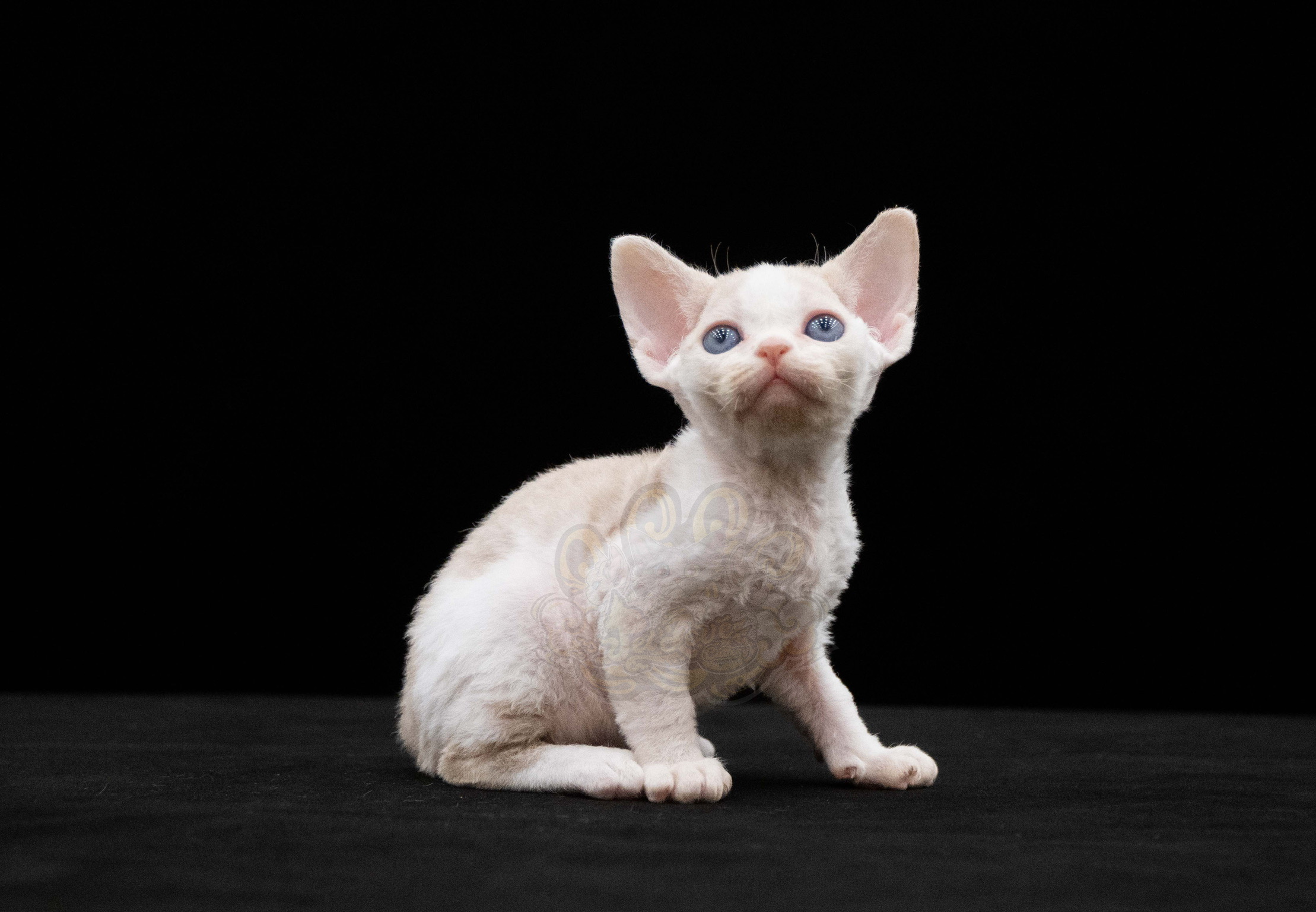 寵愛貓舍／奶油加白德文捲毛貓