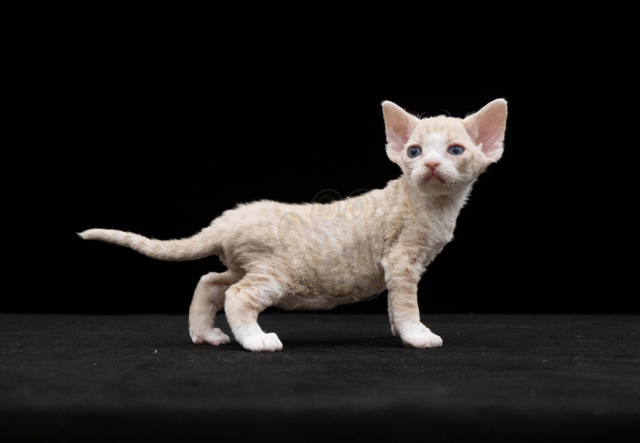 寵愛貓舍／紅虎斑德文捲毛貓