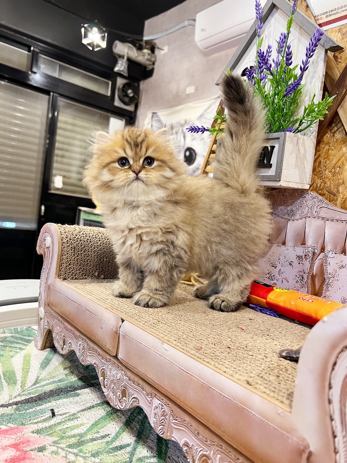 金瑟喵屋／黃金色金吉拉