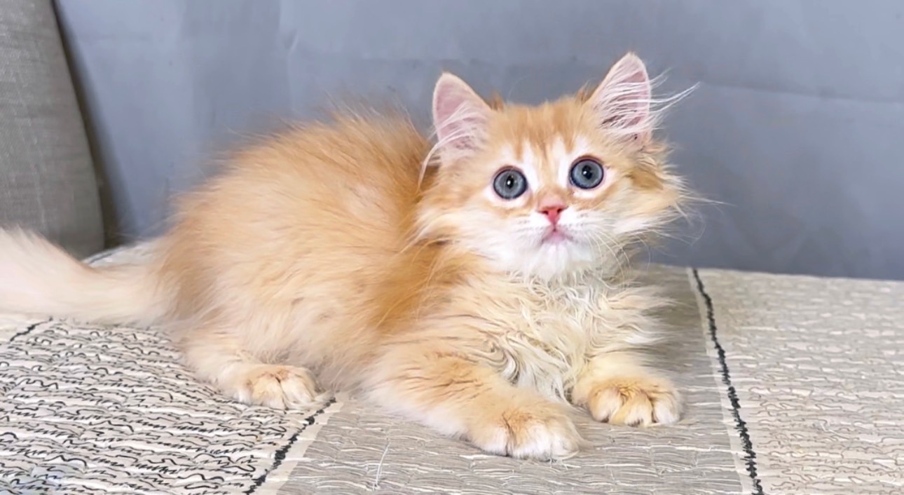 尊爵名皇／金漸層英國長毛貓