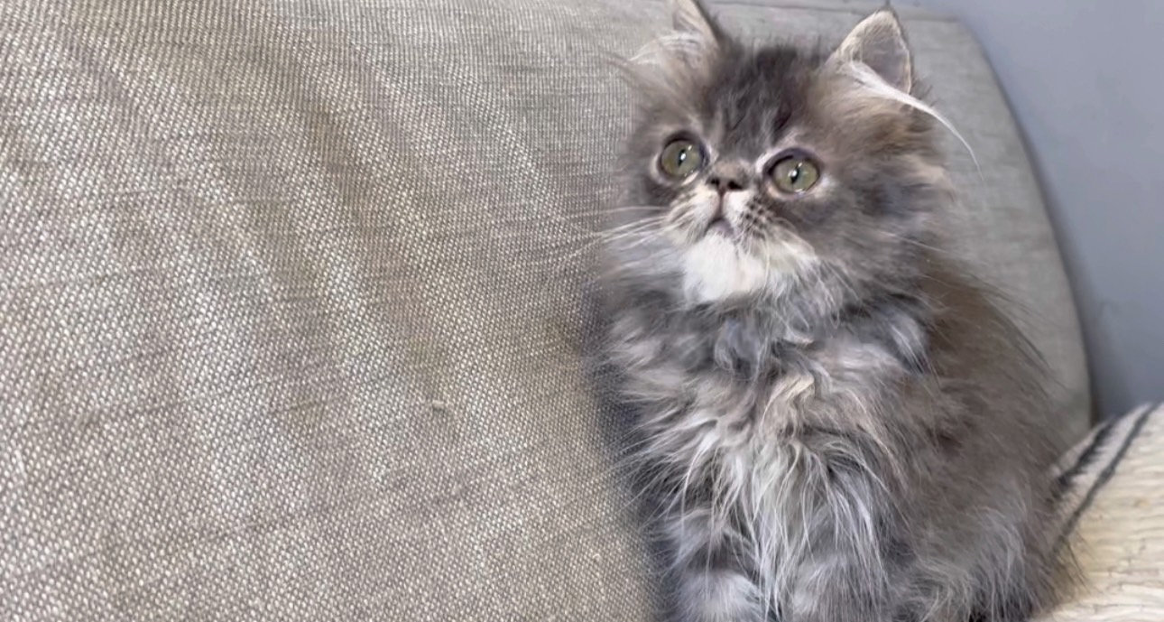 尊爵名皇／藍虎斑加菲貓