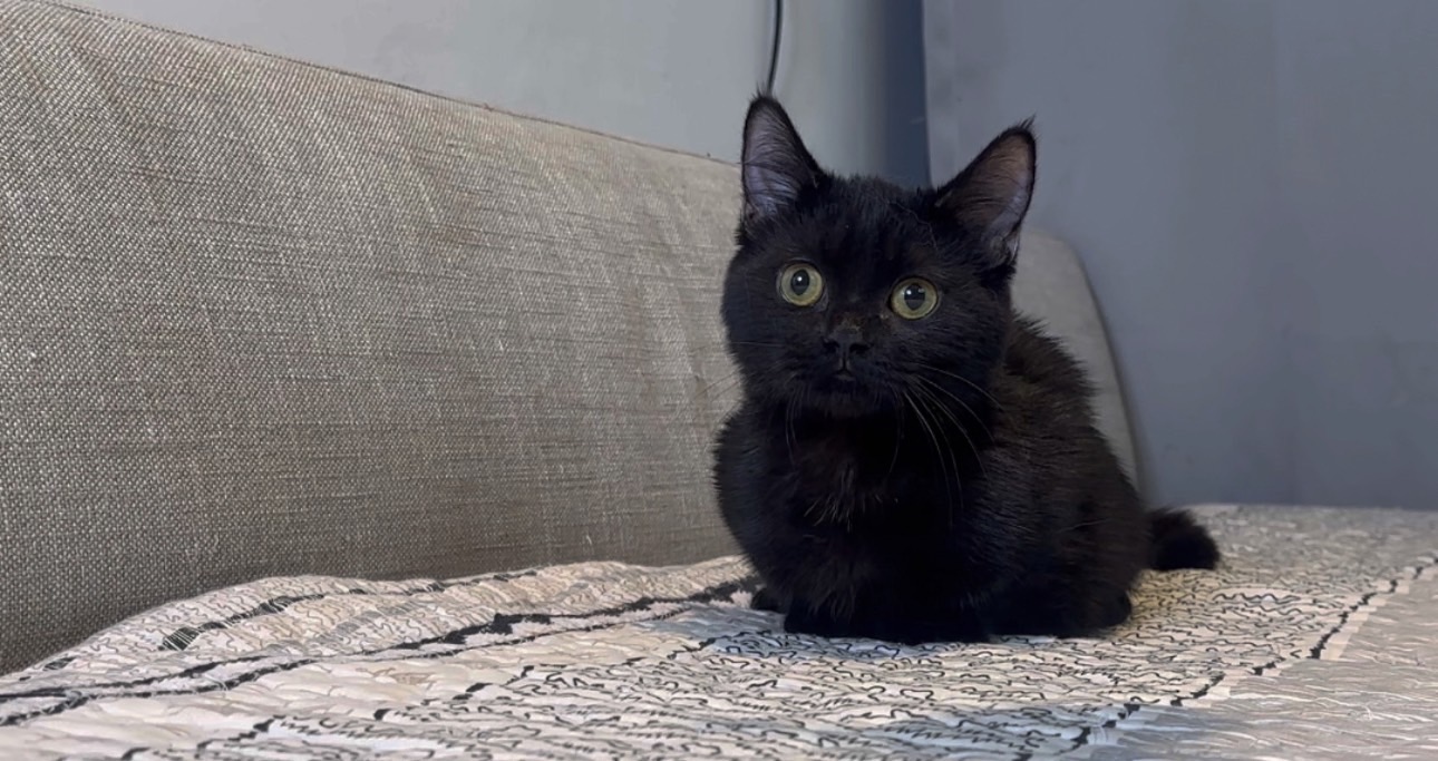 尊爵名皇／黑色曼赤肯