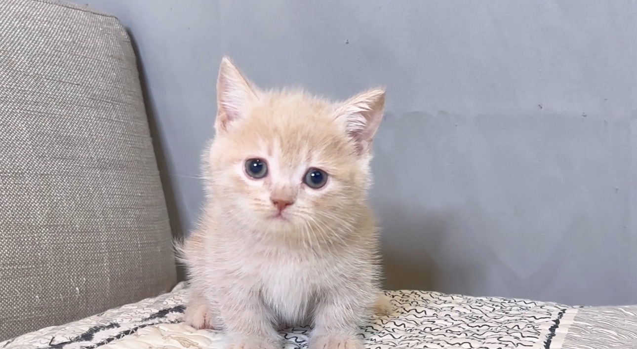 尊爵名皇／淺奶油白色曼赤肯