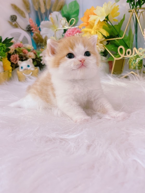 星光貓舍／橘白色英國短毛貓