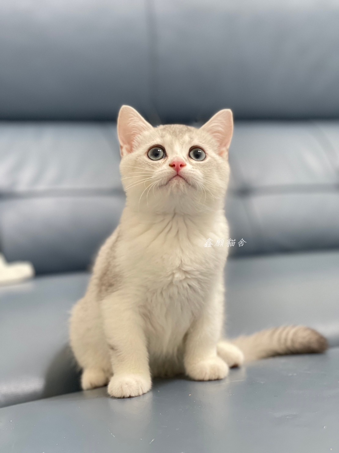 鑫願貓舍／銀漸層加白英國短毛貓